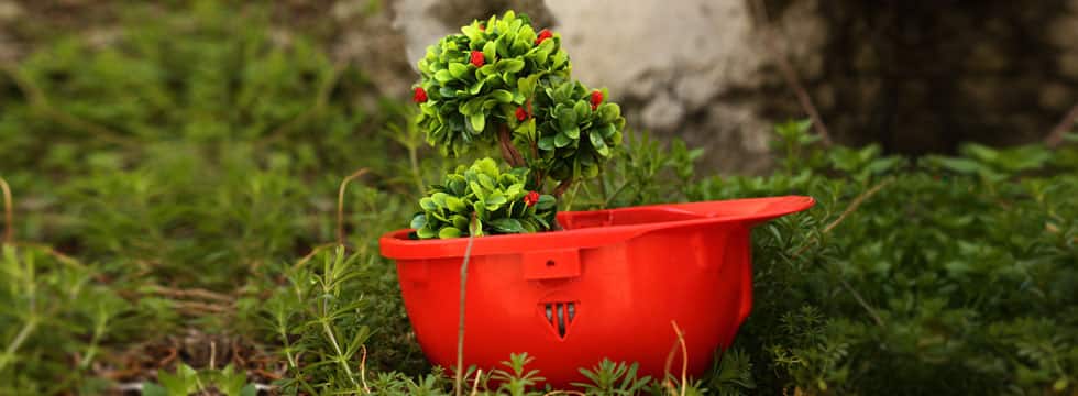 In a grassy area a red hard hat is turned over to hold a green plant with red flowers.
